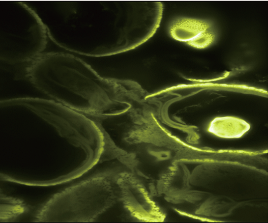 激光扫描共聚焦显微镜